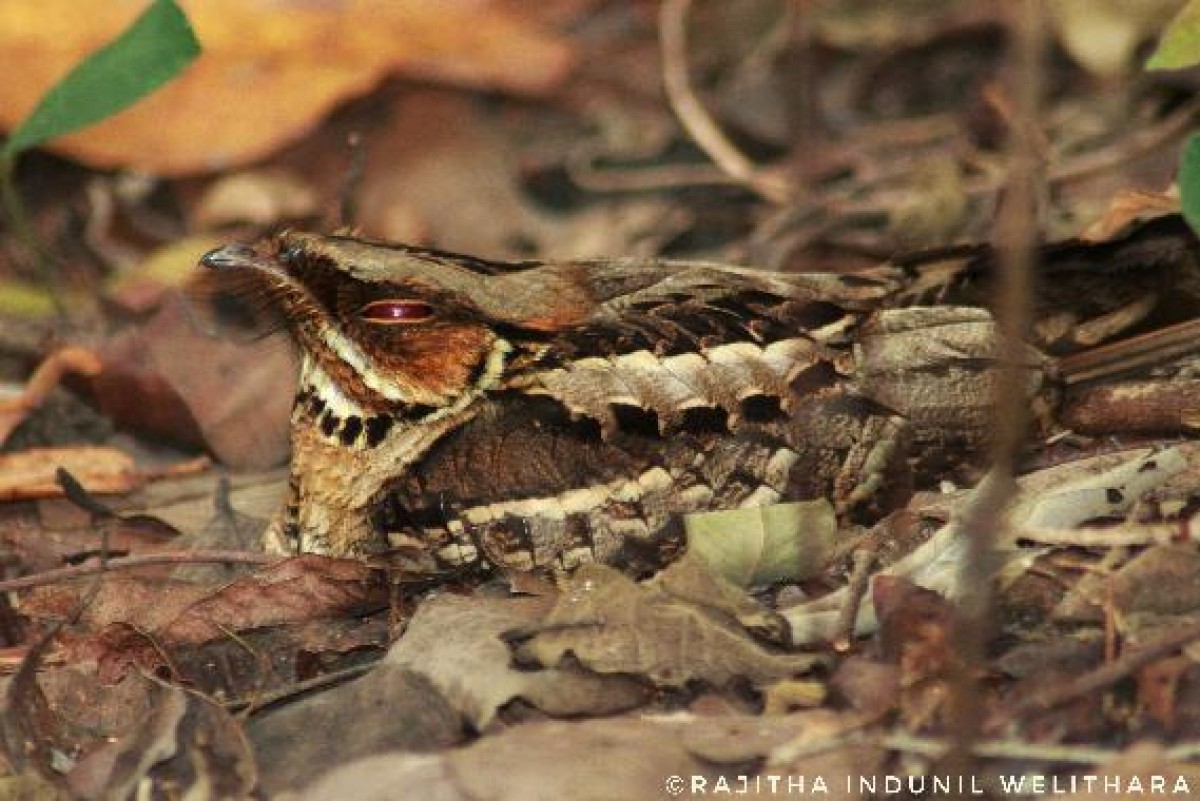 Caprimulgus atripennis